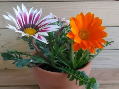 גזניה אשונה