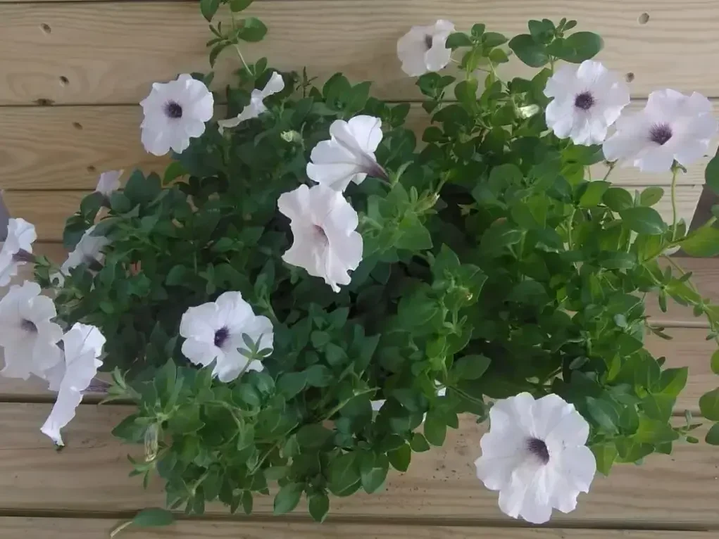 פטוניה מפלית פריחה לבנה