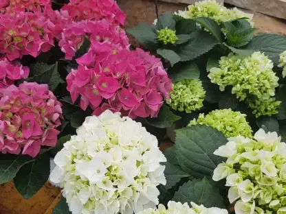 הידרנגיאה מצויה, הורטנסיה