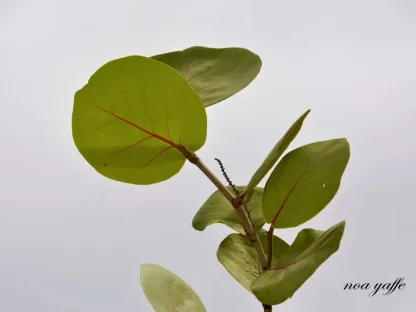 קוקולובה ענבית