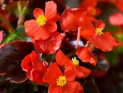 בגוניה פורחת עד