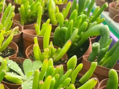 קרסולה סגלגלה אצבעות איטי