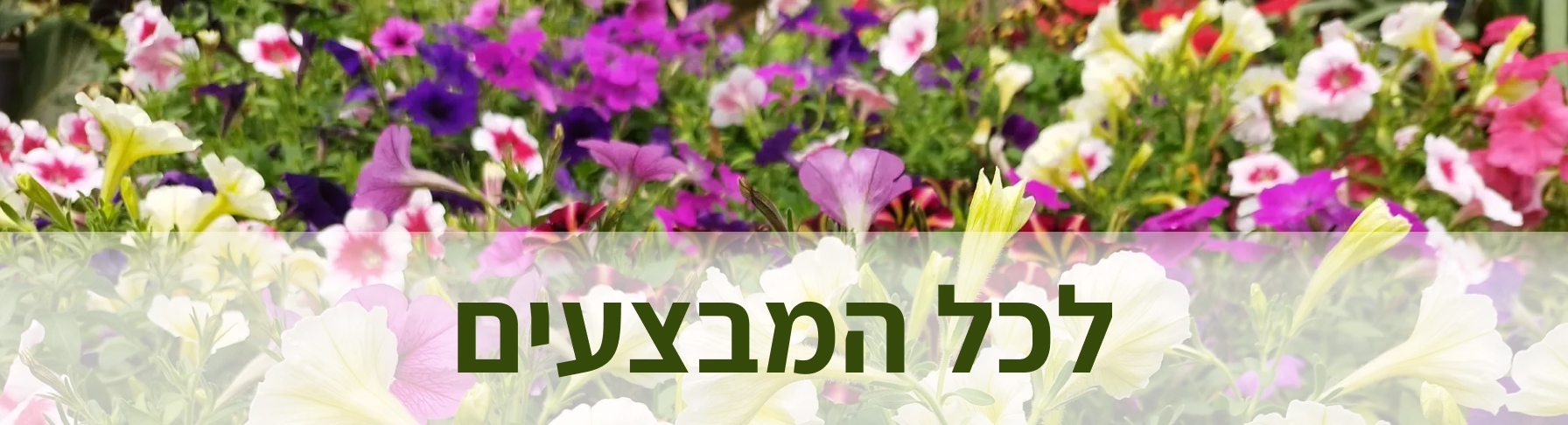 מבצעים מיוחדים באתר משתלת קל שתיל - כנסו עכשיו