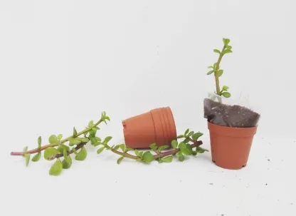 סוקולנט לשתילה במארז, שי לאורחים באירוע