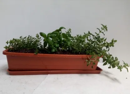 אדנית תבלין לתה 80