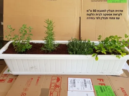 אדנית תבלין למטבח 80