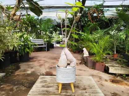 ברכיכיטון באובל על רגלי עץ