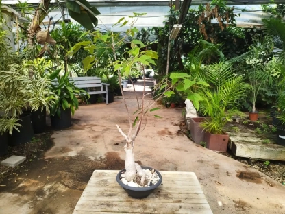 ברכיכיטון בונסאי בקערת פלסטיק