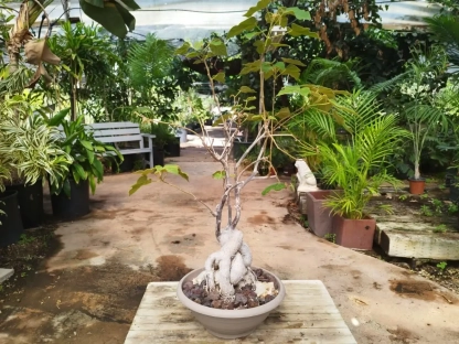 ברכיכיטון בונסאי בקערת פלסטיק רחבה