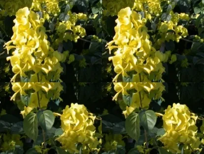 פריחה צהובה של אדמום גדול גביע