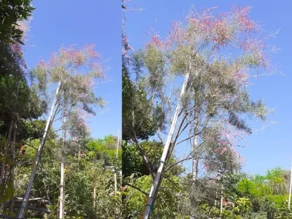אשל סיני פריחה בוורוד