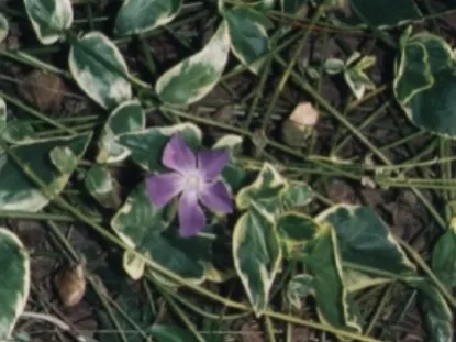 וינקה גדולה -   Vinca major