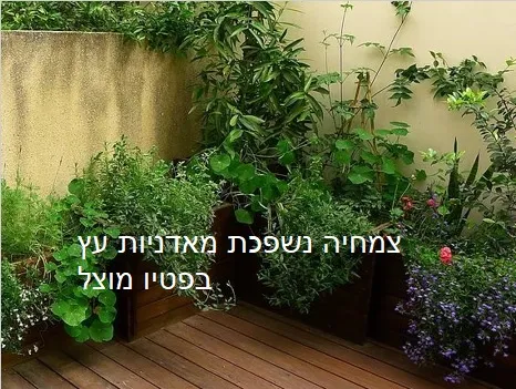 צמחיה נשפכת מאדניות עץ בפטיו מוצל