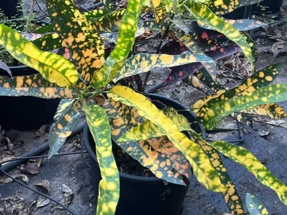 קודן אור עלווה מצוירת צהוב ירוק