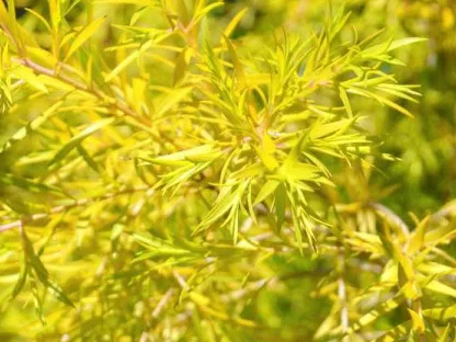 מללויקה מחופה 'רבולושן גולד'