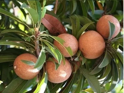 ספודילה ערבה