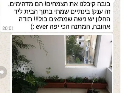 אדנית תבלין לתה