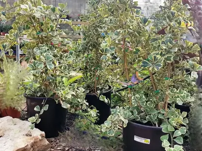 פיקוס טרינגולר