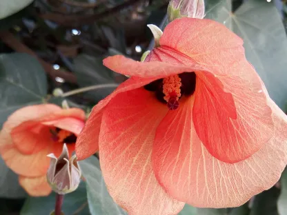 היביסקוס טילייתי 'סתריה'