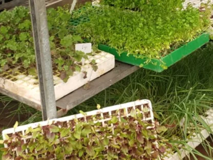 תרד מלבר מטפס בכוסית