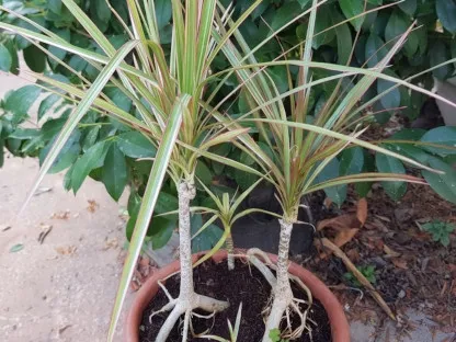 דרקונית מלולה 'תלת גוני'