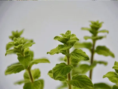 אזובית מצויה "זעתר"