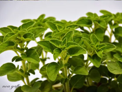 אזובית פשוטה "אורגנו"