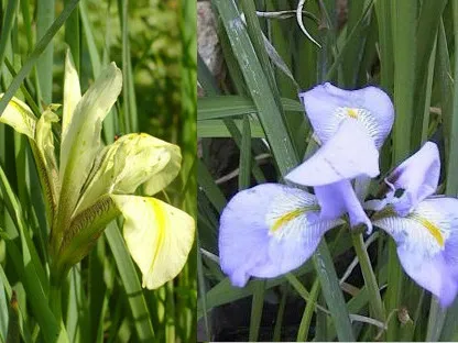 אירוס גרמני, איריס,