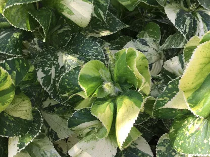 אקליפה מגוונת ירוק זהוב