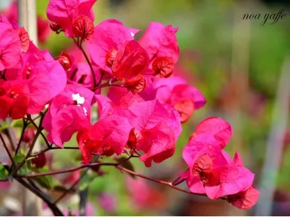 בוגנויליאה נאה