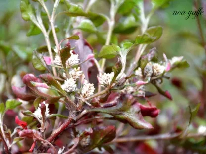 ביצן רב-גוני "אוסטרלי"