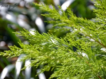 ברוש גדול-פירות "לימוני" 'גולד קרסט'