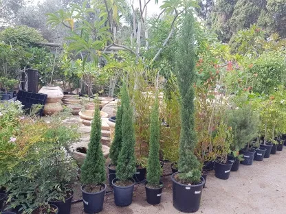 ברוש מצוי 'טוטם'