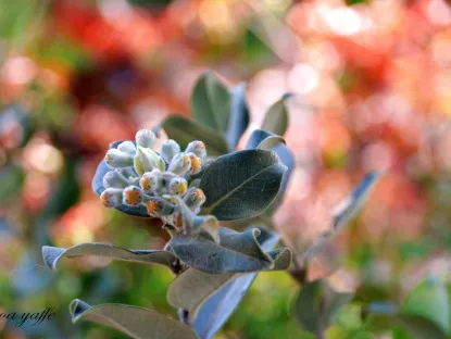 ברזלי תומס 'תפוז'