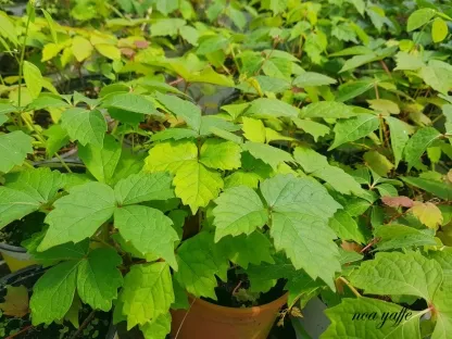 גפנית משולשת