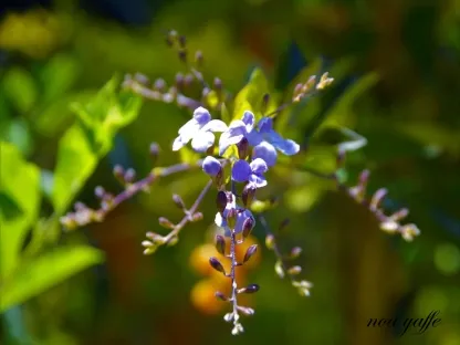 דורנטה מצויה 'גיישה גירל'