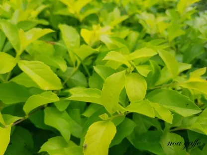 דורנטה זקופה זהובה "תילנדית"