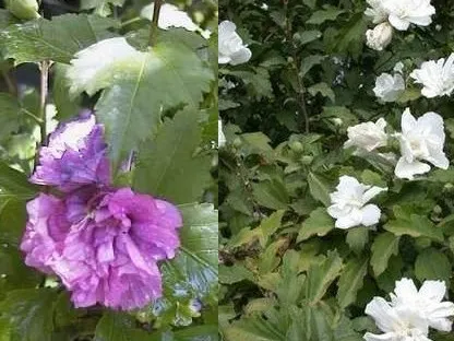 היביסקוס סורי מלא