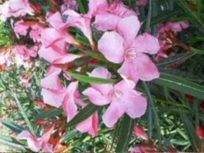 הרדוף הנחלים 'ננסי'