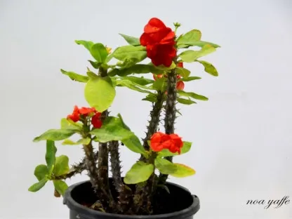 חלבלוב קוצני  גדול פרחים