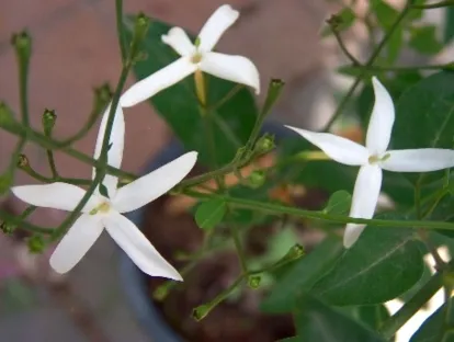 יסמין אזורי