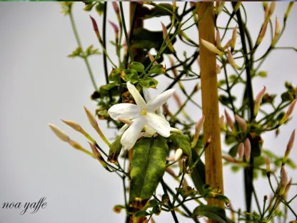יסמין פירחוני