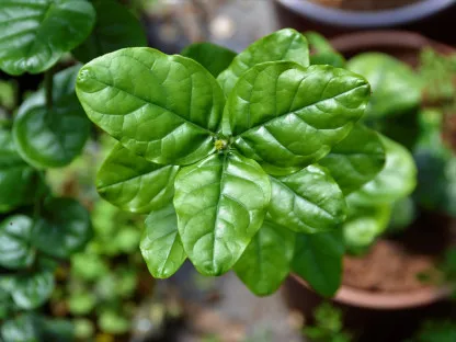 יסמין ערבי מלא "דוכס טוסקנה"
