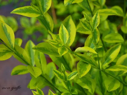 ליגוסטרום ביצני מגוון