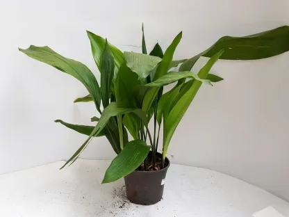 מגנית גבוהה