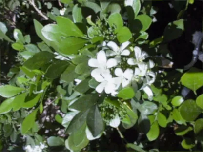 מוריה מכבדית