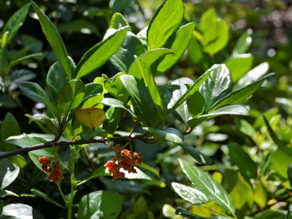 מורן קרח "נטוי"