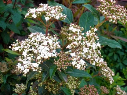 מורן ריחני "מבריק"