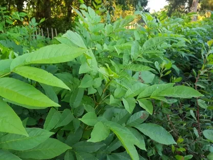 מילה ירוקת-עד
