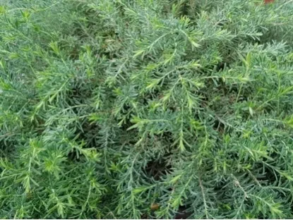 מללויקה מאפירה 'גמדי'